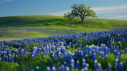 Bluebonnet Field in Texas