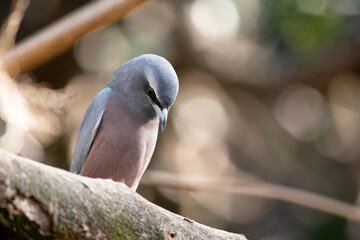 The white browed woodswallow is a grey bird with a dark grey face and white eyebrow