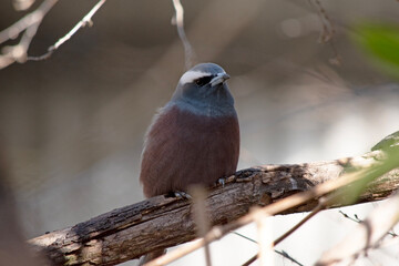 The white browed woodswallow is a grey bird with a dark grey face and white eyebrow