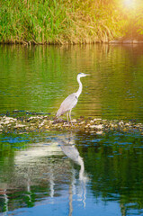 A beautiful elegant Great grey Egret bird stands in the reeds along the edge of a winding river through the wetlands
