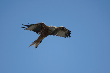 Fototapeta premium Red Kite