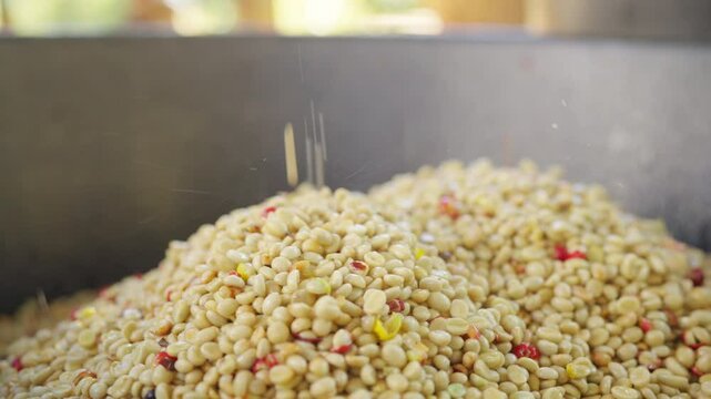 Farm worker removing Arabica coffee berries beans shell on shelling machine. Farmer growing organic robusta and arabica coffee crop plant in natural field. Coffee beans processing industry concept.