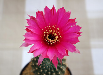 Fuchsia-colored cactus flowers in full bloom with long, pointed petals and yellow stamens. Planted...