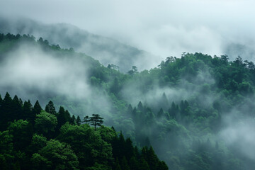 Fototapeta premium Misty mountains. High mountains and rainy forest. Clouds rise above the forest. Landscape. 