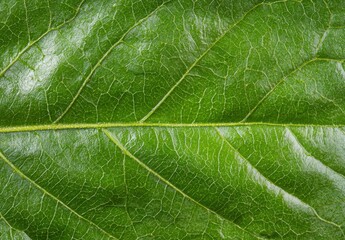 Obraz premium Close-up of green leaf texture