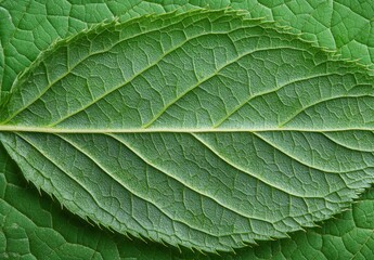 Fototapeta premium Detailed texture of a large green leaf