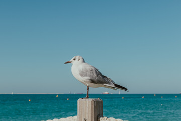 Close-up of a seagull perched by the ocean on a sunny day