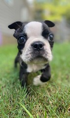 Boston puppy