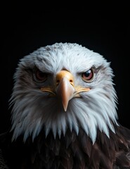 Obraz premium Close-up portrait of a majestic bald eagle
