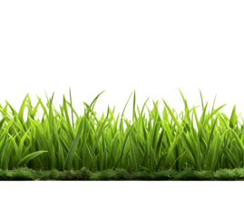 Green grass frame isolated on transparent background