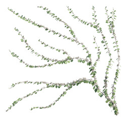 ivy plants isolated on a transparent background, 3d render © ANDRIBENKY