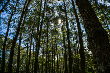 Pine green tree branch forest nature background blue sky
