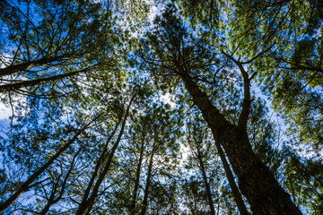 Pine green tree branch forest nature background blue sky