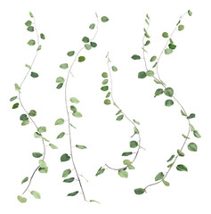 ivy plants isolated on a transparent background, 3d render