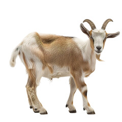 Obraz premium goat on a white