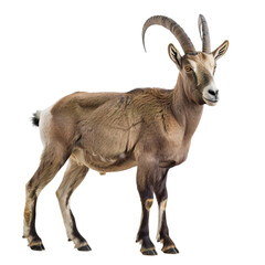 Fototapeta premium a goat