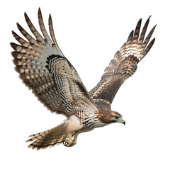 Fototapeta premium red tailed hawk
