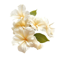 frangipani flower isolated on white background