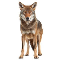 Obraz premium wolf isolated on white