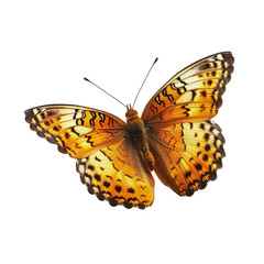 Obraz premium butterfly