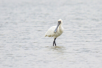 A Solitary Black Faced Spoonbill Wading in Shallow Water