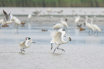 Egrets Chasing Each Other Over a Fish