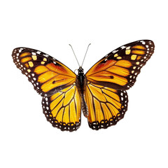 Fototapeta premium butterfly isolated on white