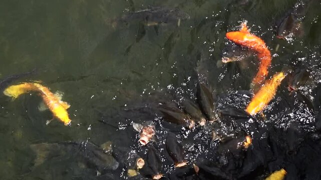餌に群がる池の鯉　スローモーション