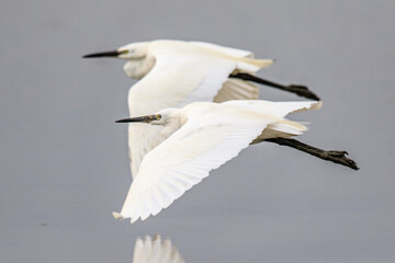A Graceful Flight: Two Little Egrets in Tandem