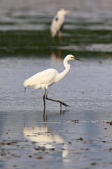 A Graceful Egret Wading Through Shallow Water