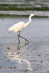 A Graceful Egret Wading Through Shallow Water