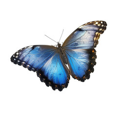 butterfly isolated on white