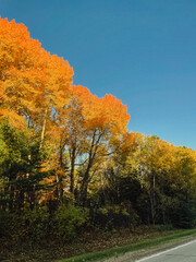 Fototapeta premium Autumn leaves in all the colors