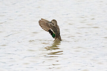 A Graceful Moment: Green-Winged Duck Stretching Its Wings