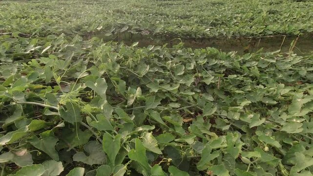 pointed gourd plant, pointed gourd, pointed gourd tree in india,