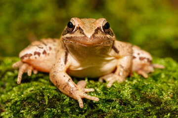 Rana ágil Rana dalmatina