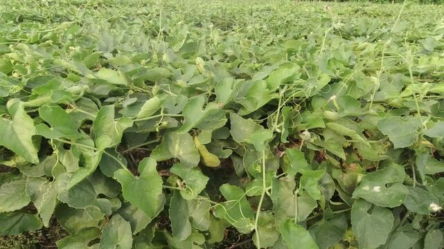 pointed gourd plant, pointed gourd, pointed gourd tree in india,
