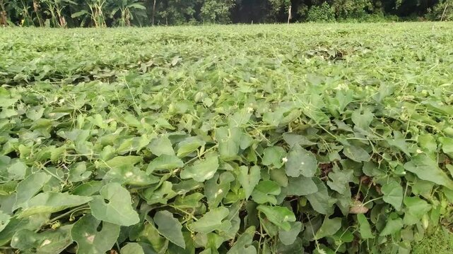pointed gourd plant, pointed gourd, pointed gourd tree in india,