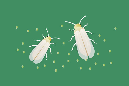 A pair of Bemisia tabaci insects, with the smaller male on the left and the larger female on the right, along with a cluster of their eggs, suitable for pest and disease control