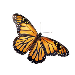 Fototapeta premium butterfly isolated on white