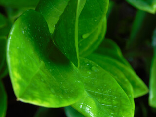 hojas verdes, rocío en la naturaleza, jardin
