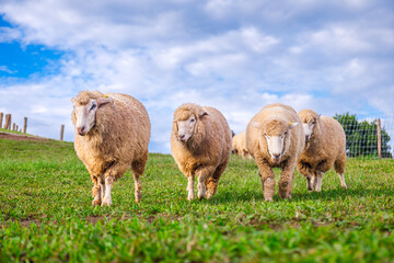  group of fluffy sheep grazing on a green pasture under a bright blue sky. The calm atmosphere on the farm showcases these woolly animals in their natural habitat