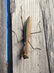 Praying Mantis Close Up Hanging on Old Wooden Fence