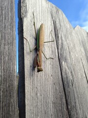 Praying Mantis Hanging on Wooden Fence Against Blue Sky Summer