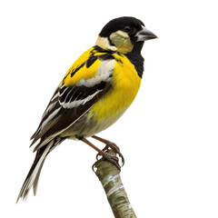 Naklejka premium yellow wagtail isolated on white background