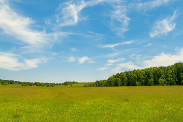 Fototapeta premium Meadow Landscape Background