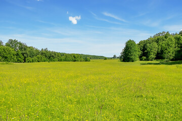 Obraz premium Meadow Landscape Background