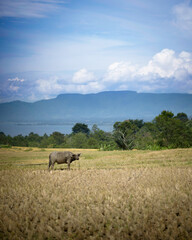 Buffalo in the field, Balige, North Sumatera