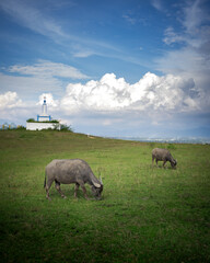 Buffalo in the field, Balige, North Sumatera