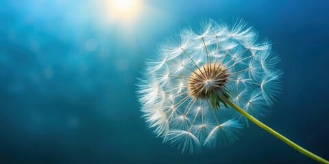 Delicate dandelion seed ready to float away on background, dandelion, seed, fluffy, white, fragile, nature, freedom, flight, whimsical